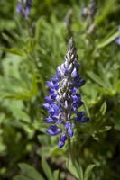 Lupine. Photo by Dave Bell.