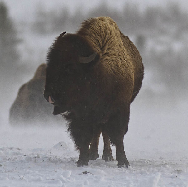 Nose Licker. Photo by Dave Bell.