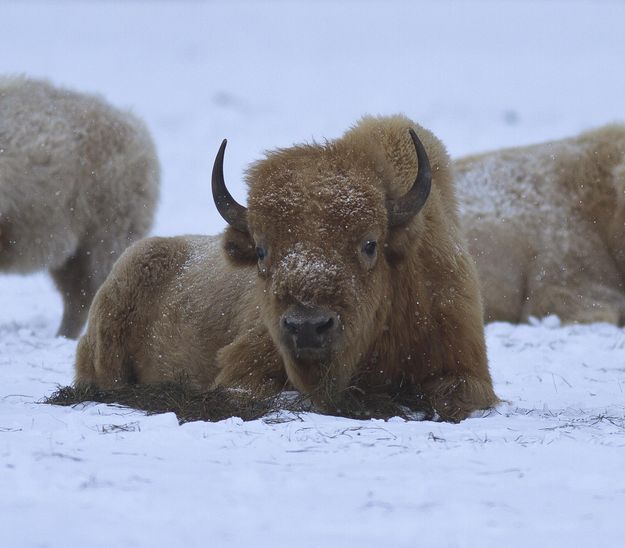 Quite The Looker. Photo by Dave Bell.