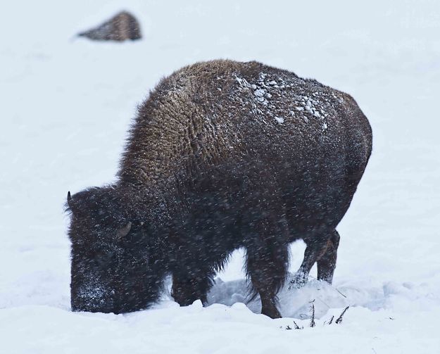 Buffalo Browsing. Photo by Dave Bell.