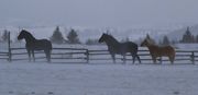 Massive Percherons. Photo by Dave Bell.