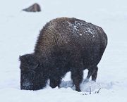 Buffalo Browsing. Photo by Dave Bell.