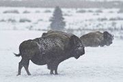 Snowy Bison. Photo by Dave Bell.