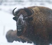 Icicle Buffalo. Photo by Dave Bell.