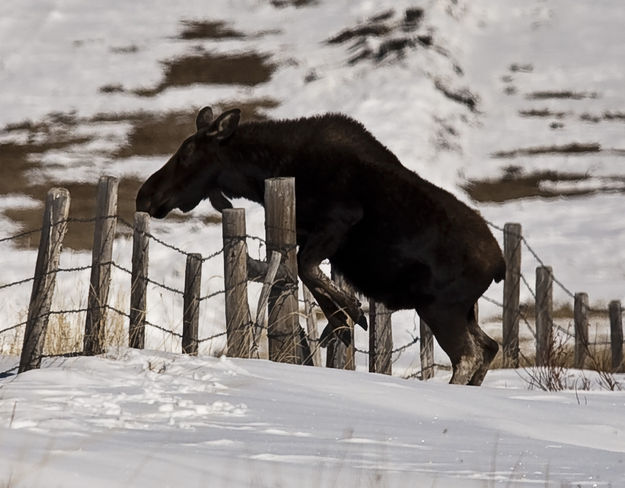 Fence Jumper!. Photo by Dave Bell.