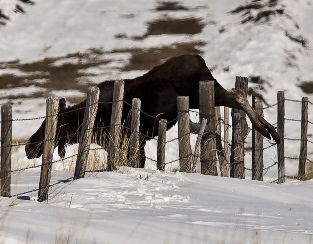 A Little Closer!. Photo by Dave Bell.