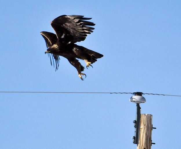 Golden Eagle Claws!. Photo by Dave Bell.