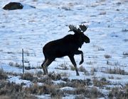 Up And Over!. Photo by Dave Bell.