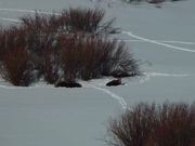 Bedded Down Moose. Photo by Dave Bell.