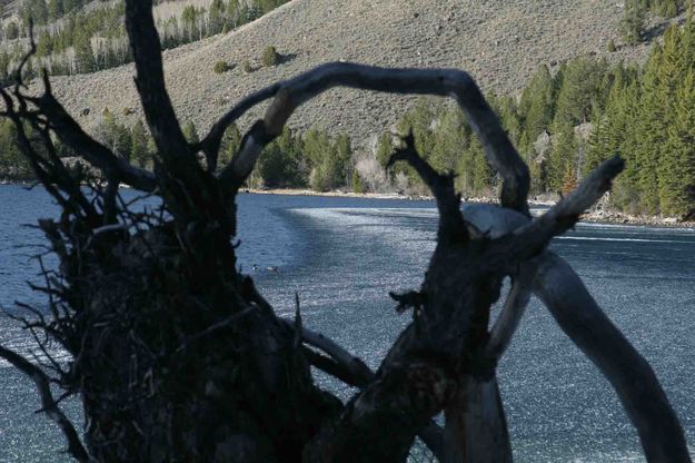 Lake Ice Framed By Tree Roots. Photo by Dave Bell.