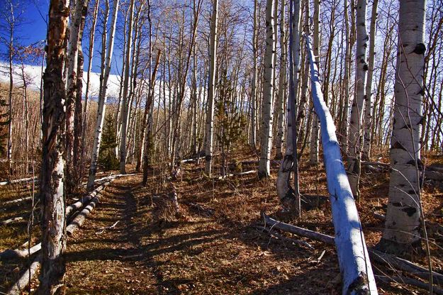 The Aspen Grove. Photo by Dave Bell.