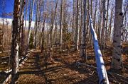 The Aspen Grove. Photo by Dave Bell.