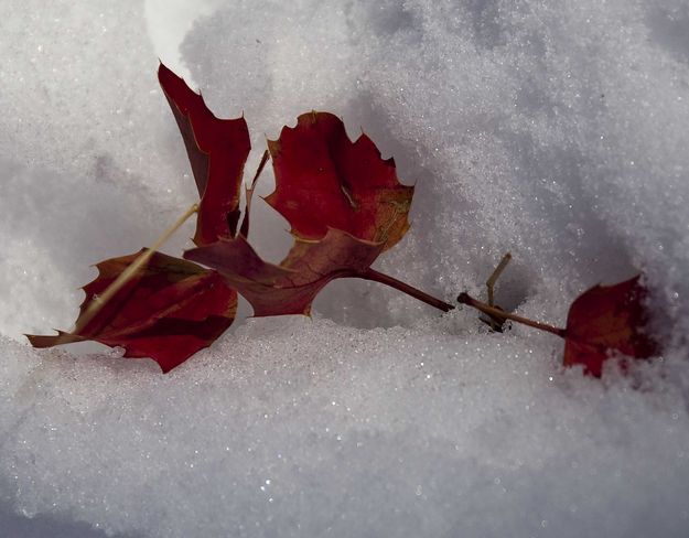 Colorful Leaves In Snow (No I Didn't Put Them There). Photo by Dave Bell.