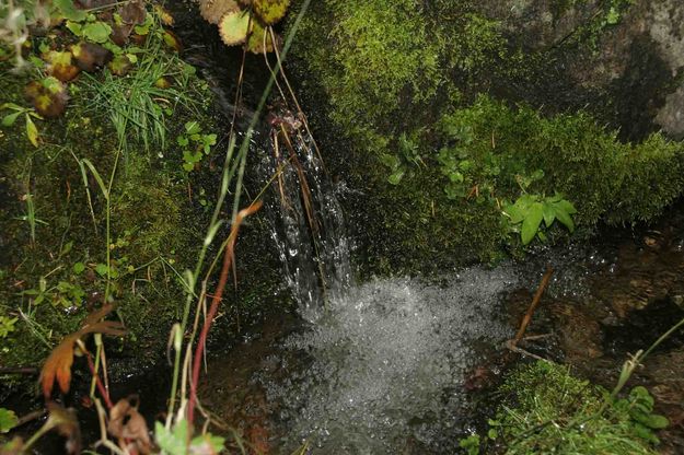 Green Moss and Small Pond. Photo by Dave Bell.