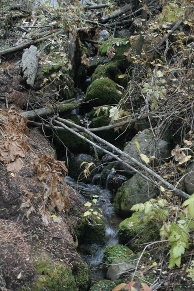 Watercourse. Photo by Dave Bell.