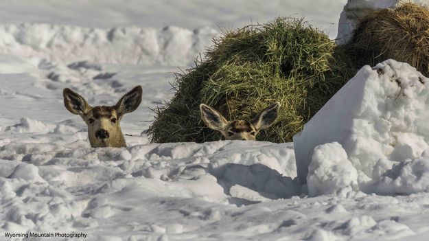 Here To Stay!  . Photo by Dave Bell.