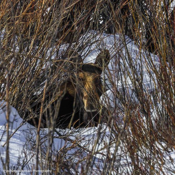 You Can't See Me.  You Can See Me!  You Can't See Me!. Photo by Dave Bell.