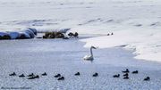 Frigid Water Wintering Waterfowl. Photo by Dave Bell.