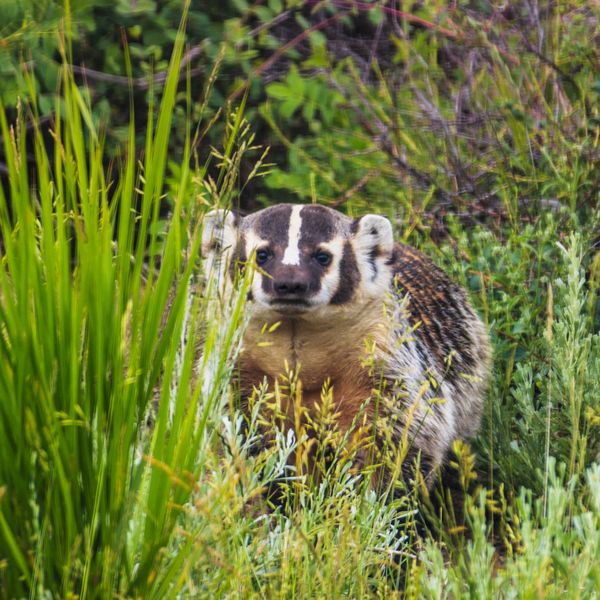 Professional Gopher Hunter. Photo by Dave Bell.