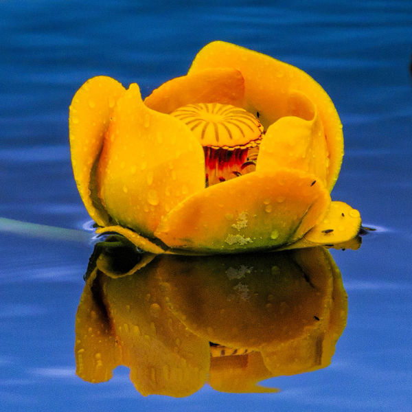 Water Lilly Near Big Sandy. Photo by Dave Bell.