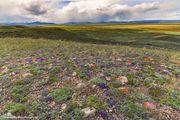 Color On Them Hills. Photo by Dave Bell.