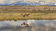 Final Approach. Photo by Dave Bell.