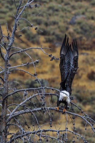 Launch. Photo by Dave Bell.