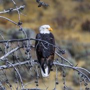 Our National Symbol. Photo by Dave Bell.