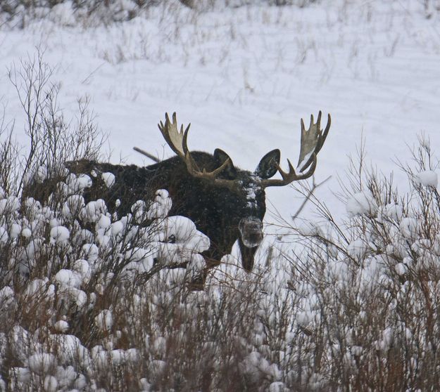 Beautiful Bull Moose. Photo by Dave Bell.