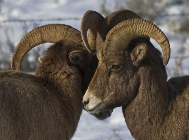 Whispering Secrets. Photo by Dave Bell.