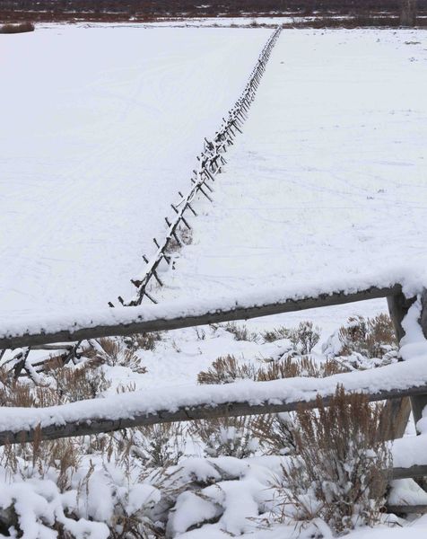 Fence Line. Photo by Dave Bell.