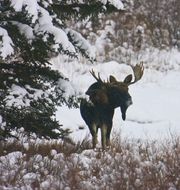 A Very Grand Bull Moose. Photo by Dave Bell.