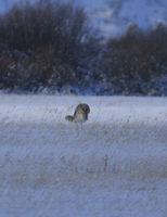 Pouncing Coyote. Photo by Dave Bell.