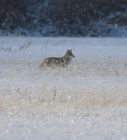 No Dinner. Photo by Dave Bell.