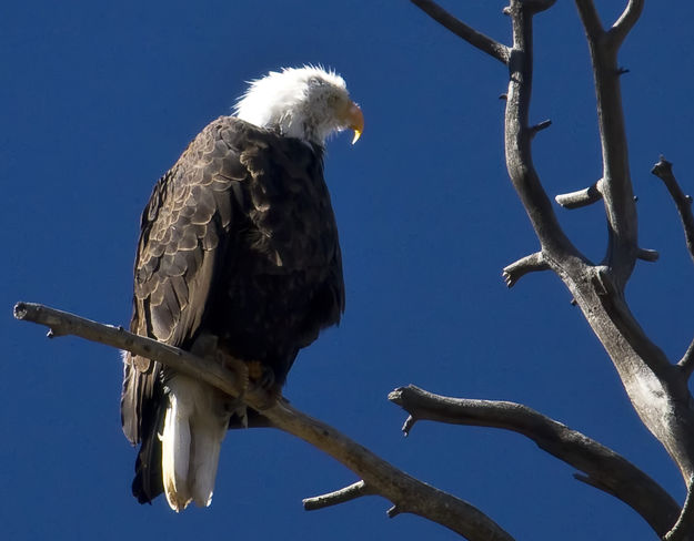 Ever Vigilant. Photo by Dave Bell.