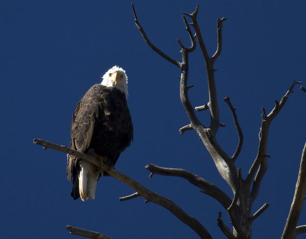 Piercing Eyes. Photo by Dave Bell.