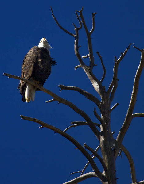 Looking Beyond Me!. Photo by Dave Bell.