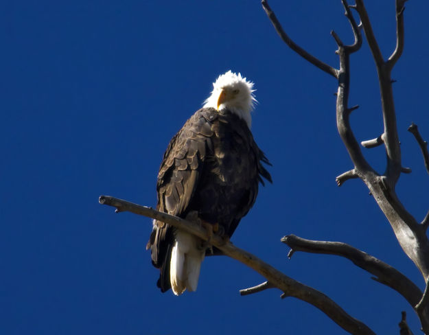Ruffled Feathers. Photo by Dave Bell.