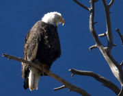 Ever Vigilant. Photo by Dave Bell.