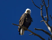 Ruffled Feathers. Photo by Dave Bell.