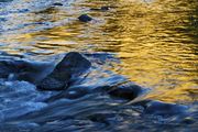 Golden Reflection. Photo by Dave Bell.