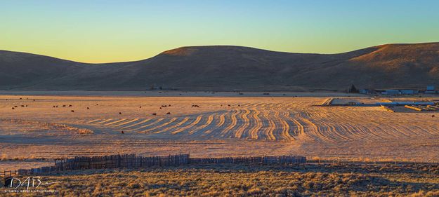 Sunrise Harvesting Patterns. Photo by Dave Bell.