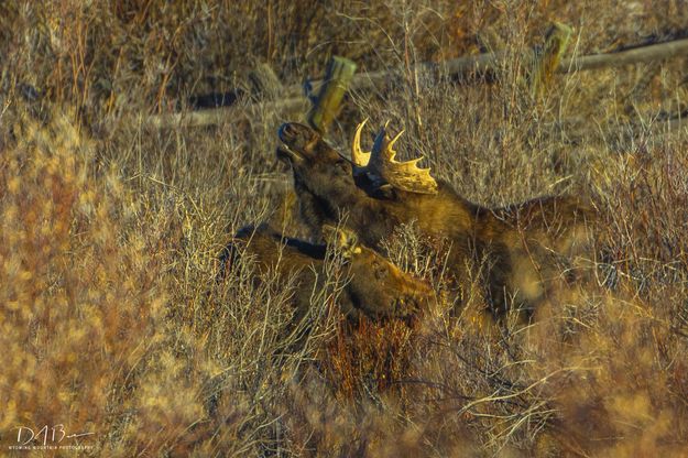 Love In The Bushes. Photo by Dave Bell.