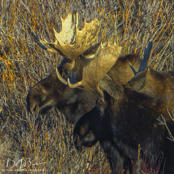 Two Duck Creek Bulls. Photo by Dave Bell.