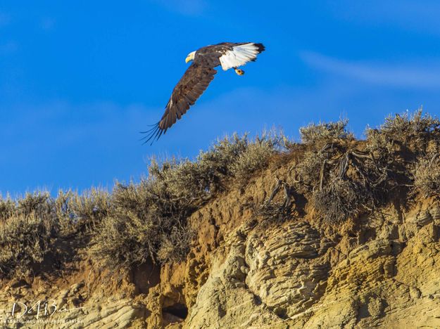 In Flight. Photo by Dave Bell.