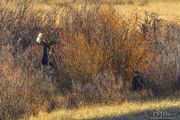 Peek-A-Boo!  Halloween Moose. Photo by Dave Bell.