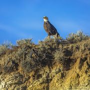 Vigilant Viewer. Photo by Dave Bell.