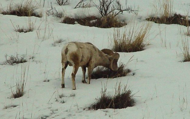 Mountain Sheep. Photo by Dave Bell.