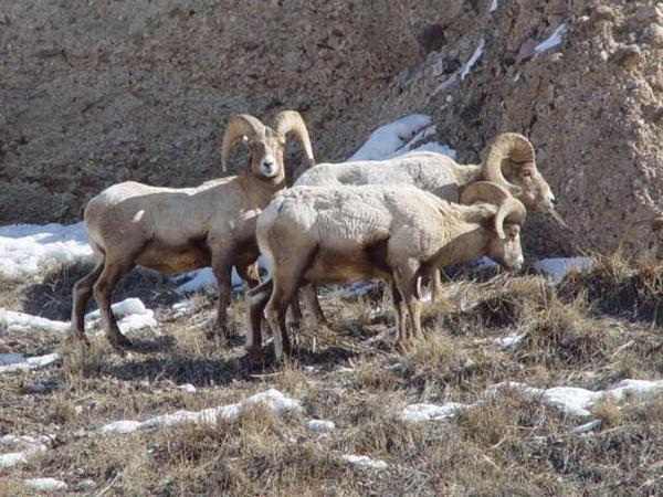 Mountain Sheep. Photo by Dave Bell.