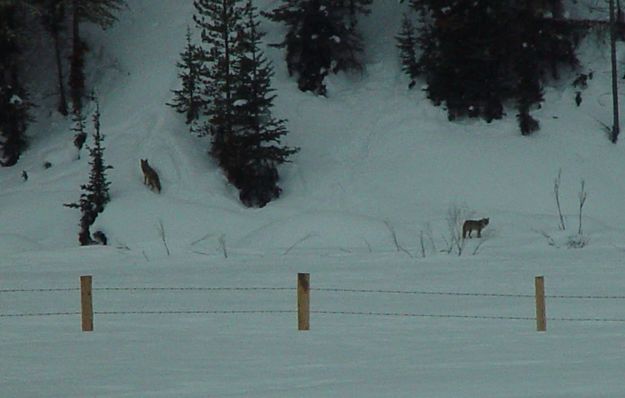 Two Bondurant Wolves. Photo by Dave Bell.